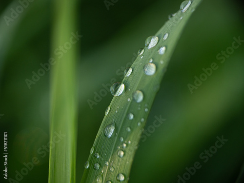 dew on the green grass