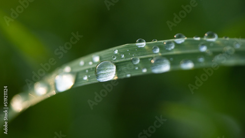 dew drops on the green grass