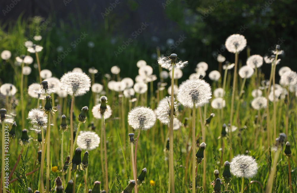 a bit blurred lawn meadow of dandelions in twilight illumination