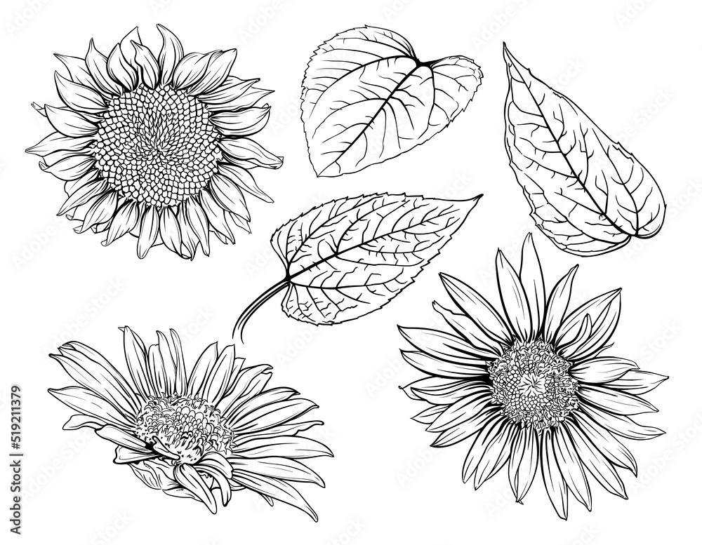 Sunflower line drawing deals