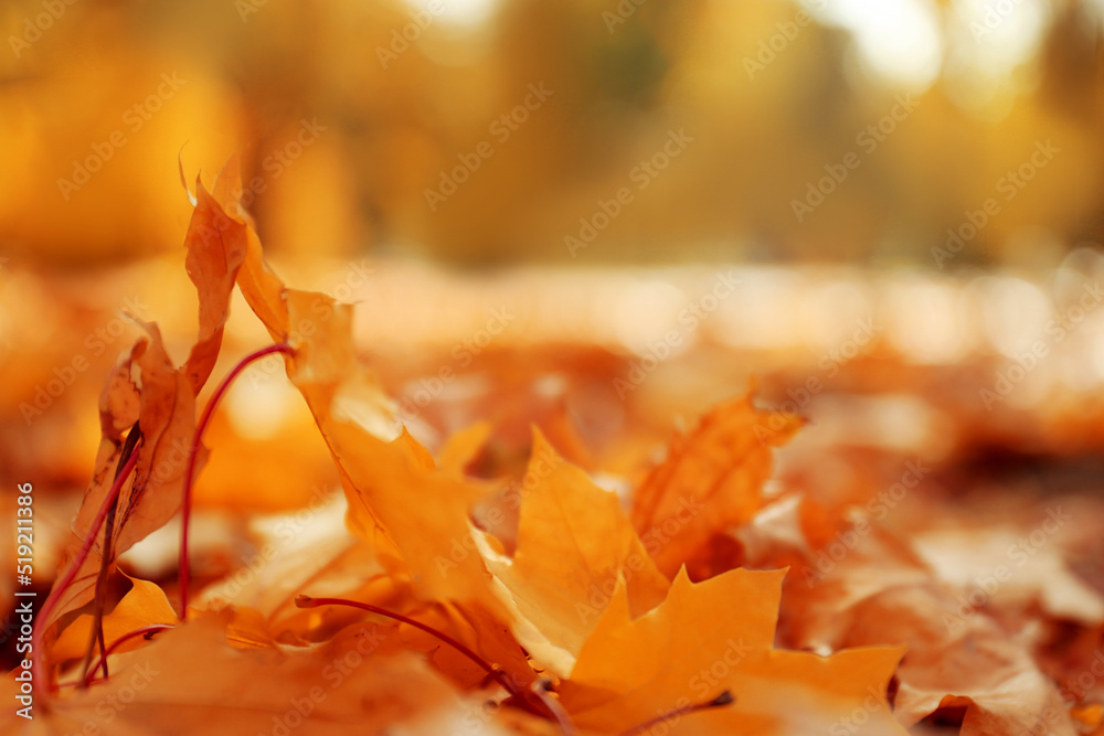 Orange leaves on ground in park on autumn day, closeup