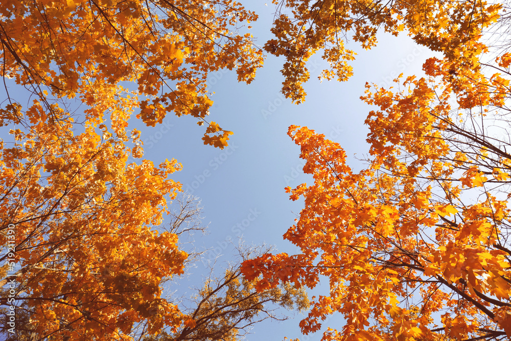 Beautiful trees with orange leaves against sky on autumn day, low angle view Beautiful trees with orange leaves against sky on autumn day, low angle view