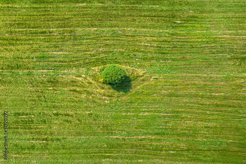 View from above on lonely tree in a green field