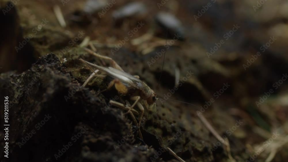 Grasshopper In Soil Of Forest Floor Grasshopper In Soil Of Forest Floor