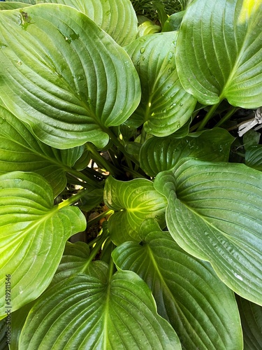 Green tropical leaves. Concept of nature. Creative summer idea.