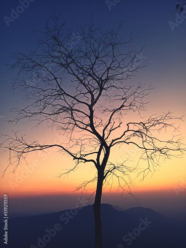 silhouette of tree