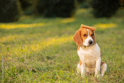 Funny dog with bone on head sitting on grass and looking away