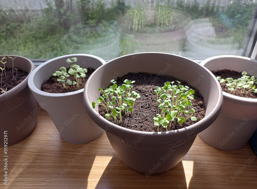 home gardening vegetable garden on the windowsill slightly blurred background home gardening vegetable garden on the windowsill slightly blurred background