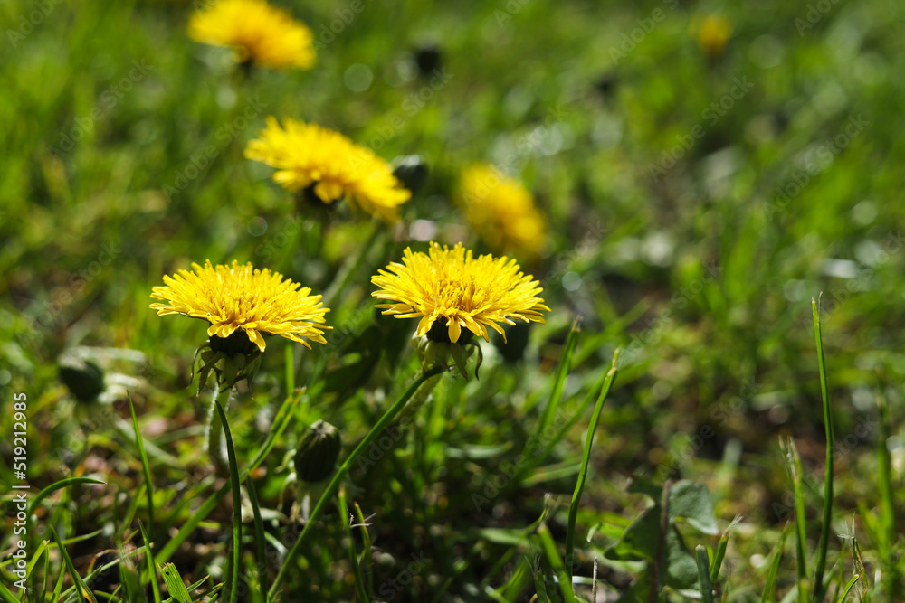 Beautiful yellow dandelions on sunny day, closeup Beautiful yellow dandelions on sunny day, closeup