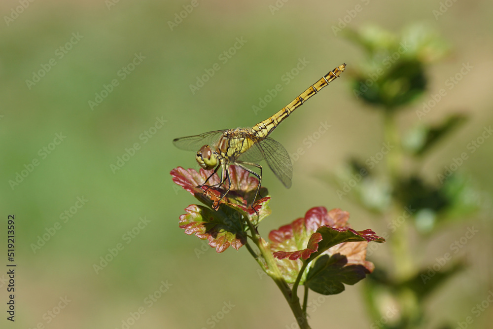 Close up of a Vagrant darter (Sympetrum vulgatum), family Libellulidae on a gooseberry shrub, European gooseberry (Ribes uva-crispa). Faded Dutch garden. Summer, July, Netherlands Close up of a Vagrant darter (Sympetrum vulgatum), family Libellulidae on a gooseberry shrub, European gooseberry (Ribes uva-crispa). Faded Dutch garden. Summer, July, Netherlands
