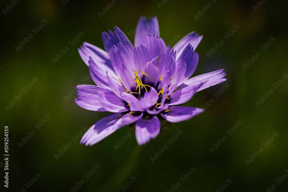 Fototapeta premium Blaue Rasselblume