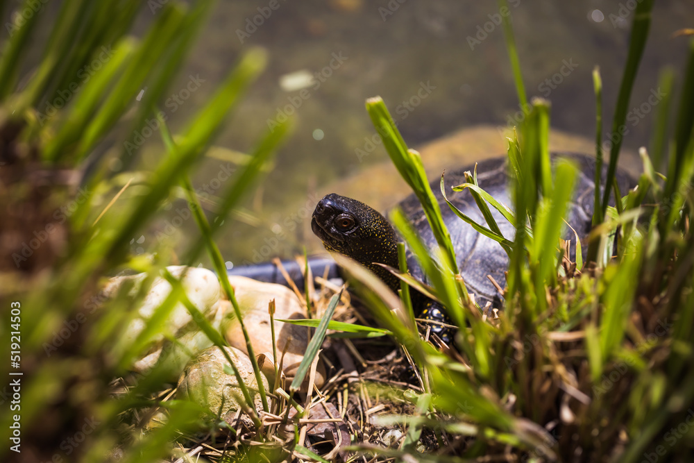 Europäische Sumpfschildkröte in Wasser von Pflanzen umringt Europäische Sumpfschildkröte in Wasser von Pflanzen umringt