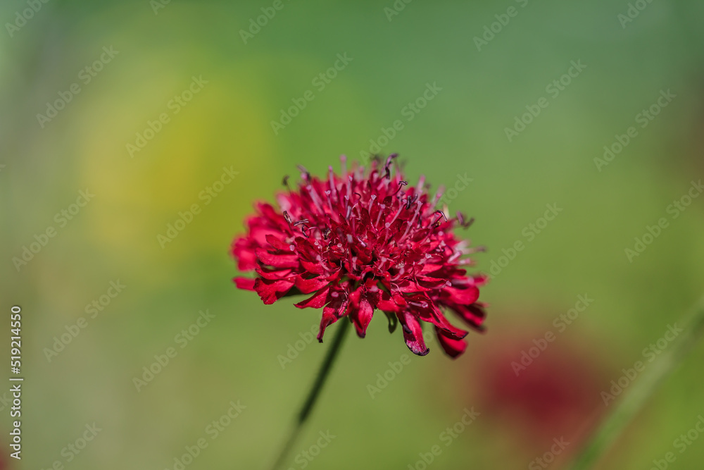 Witwenblume in satter purpurner Farbe Witwenblume in satter purpurner Farbe