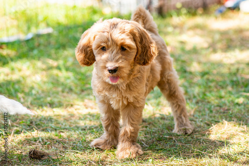 Cockapoo Welpen - 8 Wochen Alt