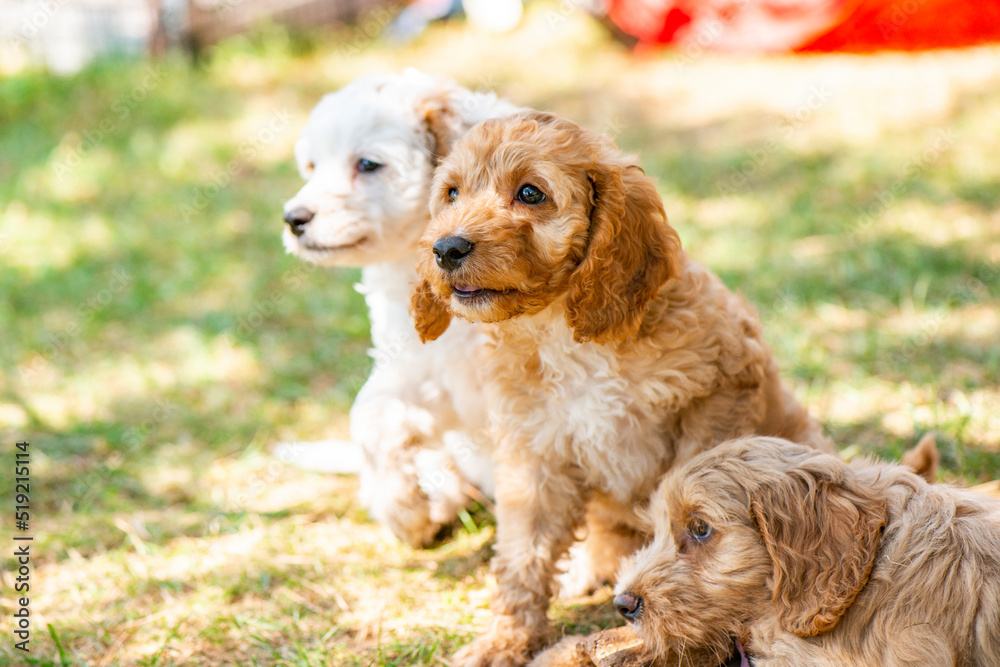 Cockapoo Welpen - 8 Wochen Alt