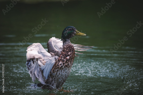 Ente schlägt im Wasser mit Flügeln um sich und spritzt mit Wasser