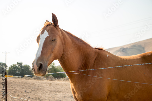 horse in the field