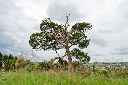 A crooked pine tree against a background of clouds. A tree with a dry crown and green branches standing in the grass against a background of gray clouds. High quality photo