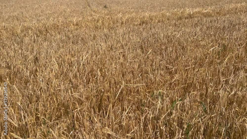 Wheat crops ready for harvest on rural landscape Wheat crops ready for harvest on rural landscape