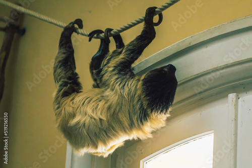 Faultier klettert an Seil im Inneren eines Hauses