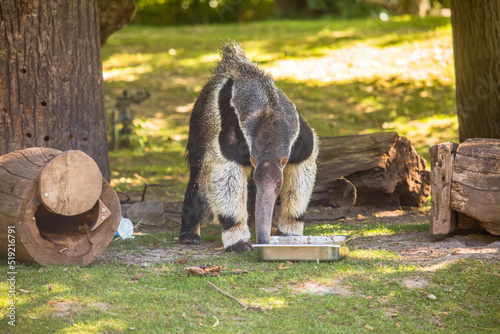 Großer Ameisenbär frisst aus seiner Futterschüssel