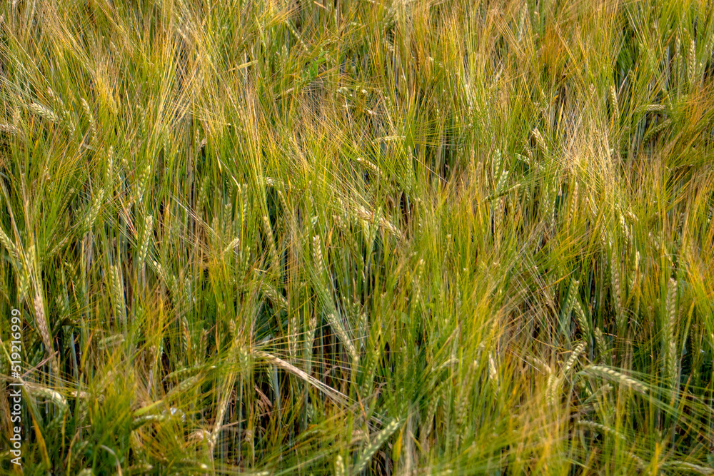 Spikelets of wheat close-up in a field in the evening. Golden spikelets on agricultural land. A mature wheat is close-up. Spikelets of wheat close-up in a field in the evening. Golden spikelets on agricultural land. A mature wheat is close-up.