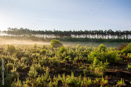 Dawn in the forest among the mists on a sunny morning, the sun's rays in the fog. Day. © W Korczewski