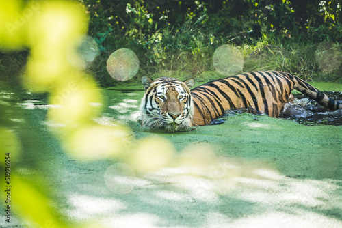 Schwimmender Tiger photo