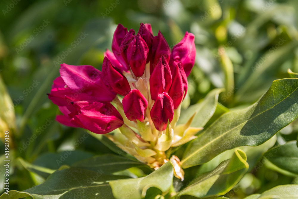 Blühende Rhododendron - Alpenrose