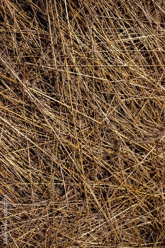 The straw lies on the ground, top view. Chaotically scattered stems of cut crops in the sun. Thatch grass on a sunny day.