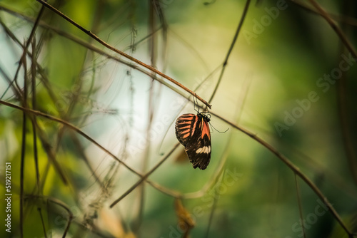 Schwarz-orange-weißer Schmetterling hängt auf zartem Ast