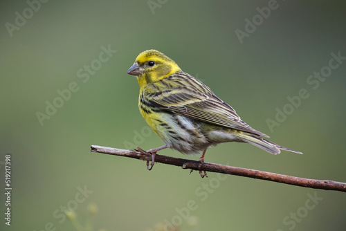 Bright yellow bird on thin twig