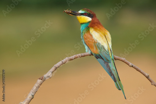 Bee eater with fly sitting on sprig