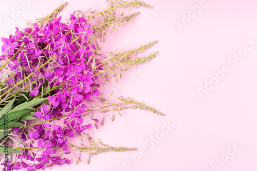 A bouquet of flowering useful plant ivan-tea (kipreya, epilobium, ivan-grass) on a pink background. Space for text.
