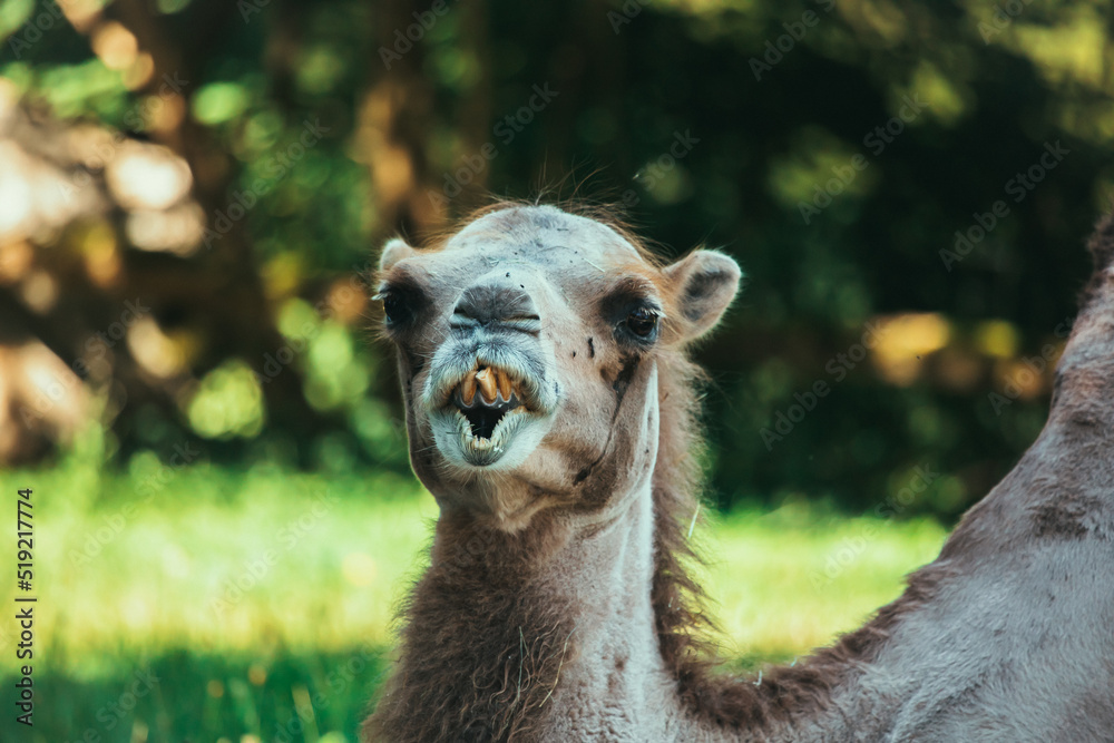Obraz premium Trampeltier mit schiefen Zähnen