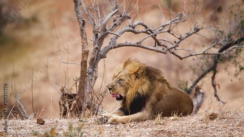 African lion yawning in Kruger National park, South Africa ; Specie Panthera leo family of Felidae photo