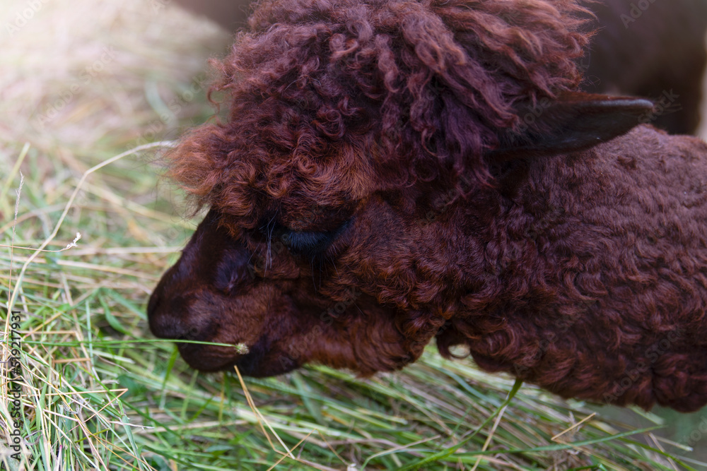 Alpaca eats grass. Close-up of a brown alpaca head.