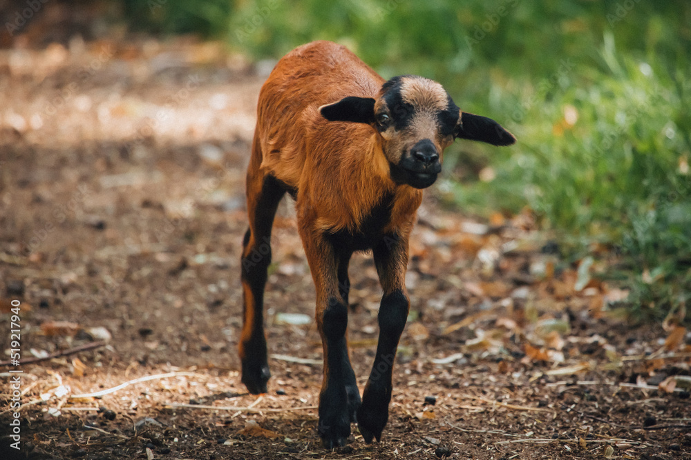 Fototapeta premium Hausziegen-Baby