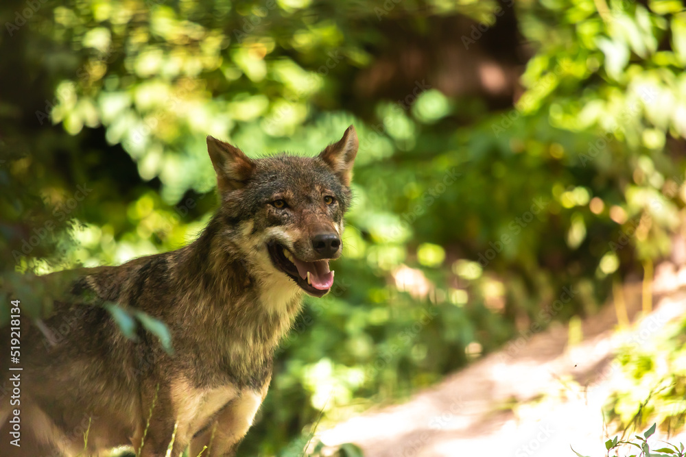 Fototapeta premium Wolf steht im Wald mit geöffnetem Mund