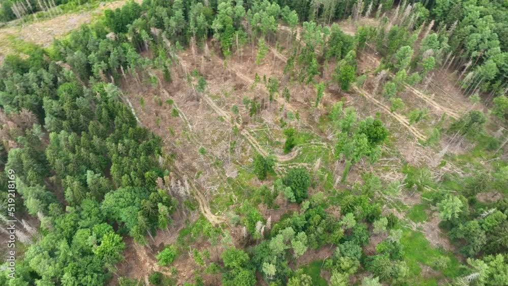 Deforestation, dead trees and forest dieback - aerial view. Drone point of view Deforestation, dead trees and forest dieback - aerial view. Drone point of view