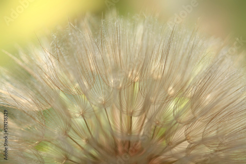 Fluffy dandelion on nature background