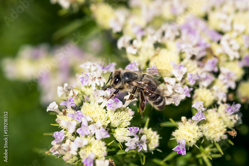 Biene auf Flieder © Vanell