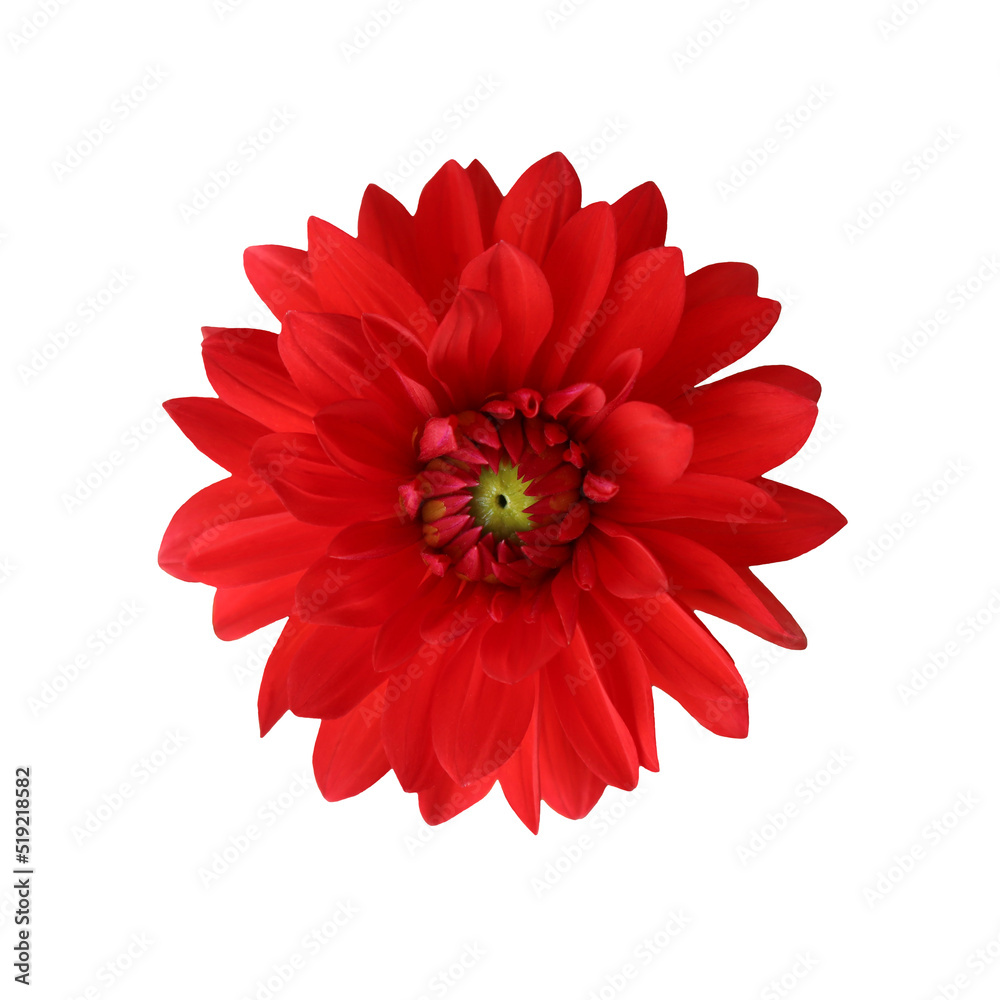 Red dahlia flower isolated on white background
