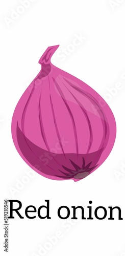 Red onion illustration for kids education 