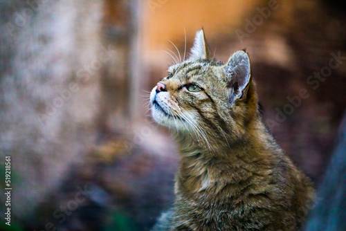 Porträt einer europäischen Wildkatze