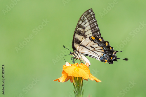 Closeup of Eastern Tiger Swallowtail (Papilo glaucus) butterfly on yellow flower photo