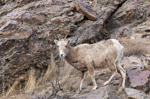 Vászonkép Bighorn Sheep Ewe in Winter in Idaho
