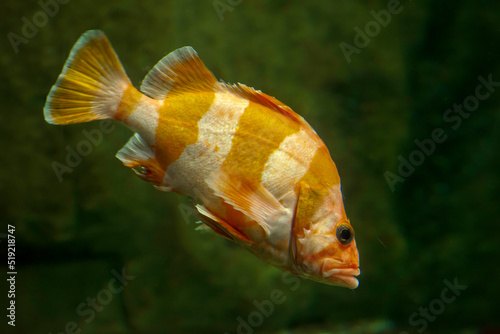 Orange and white rockfish photo