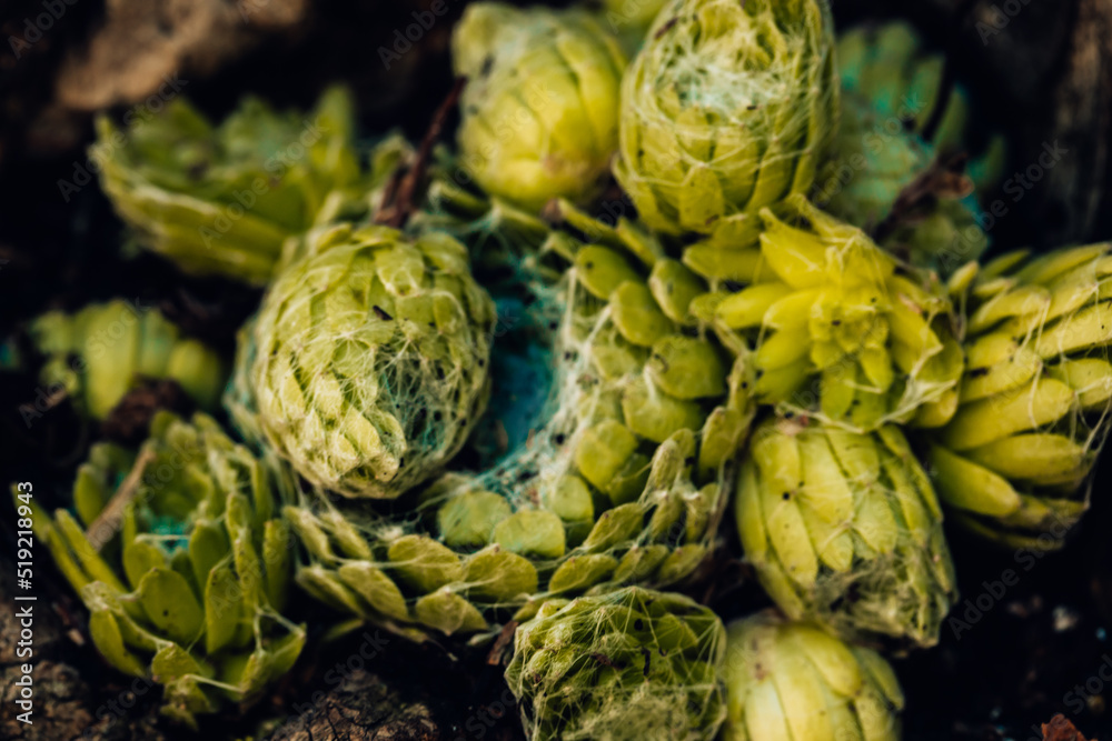 Fototapeta premium Sempervivum pumilum