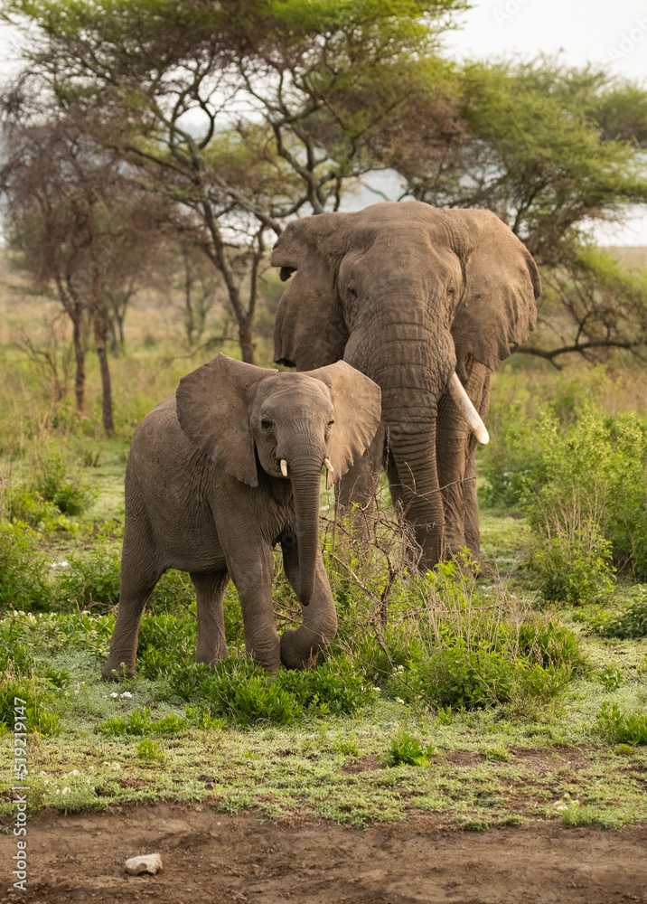 Elephant roaming the plains of Tanzania. 